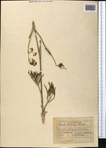 Ferula tatarica Fisch. ex Spreng., Middle Asia, Northern & Central Kazakhstan (M10) (Kazakhstan)