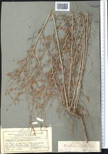 Atraphaxis virgata (Regel) Krasn., Middle Asia, Western Tian Shan & Karatau (M3) (Uzbekistan)