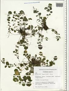 Cardamine amara L., Eastern Europe, Central forest region (E5) (Russia)