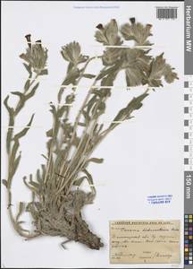 Onosma dichroantha Boiss., Middle Asia, Western Tian Shan & Karatau (M3) (Uzbekistan)