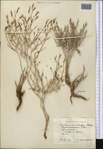 Lactuca orientalis subsp. orientalis, Middle Asia, Pamir & Pamiro-Alai (M2) (Turkmenistan)