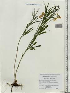 Lathyrus pannonicus subsp. collinus (J.Ortmann)Soo, Eastern Europe, Rostov Oblast (E12a) (Russia)