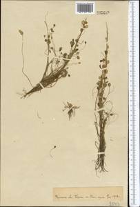 Ranunculus natans C. A. Mey., Middle Asia, Pamir & Pamiro-Alai (M2)