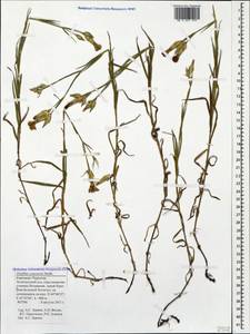 Dianthus caucaseus Sims, Caucasus, Stavropol Krai, Karachay-Cherkessia & Kabardino-Balkaria (K1b) (Russia)