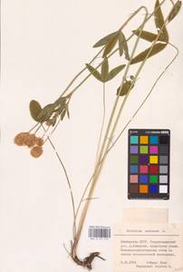 Trifolium montanum L., Eastern Europe, Eastern region (E10) (Russia)