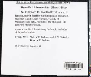 Homalia trichomanoides (Hedw.) Brid., Bryophytes, Bryophytes - Russian Far East (excl. Chukotka & Kamchatka) (B20) (Russia)