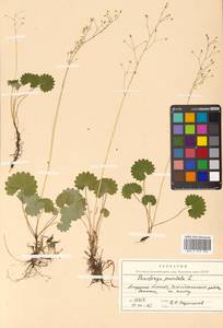 Micranthes nelsoniana subsp. aestivalis (Fisch. & C. A. Mey.) Elven & D. F. Murray, Siberia, Russian Far East (S6) (Russia)