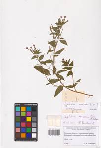 Epilobium montanum L., Eastern Europe, Central region (E4) (Russia)