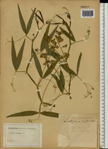 Lathyrus sylvestris L., Eastern Europe, Central region (E4) (Russia)