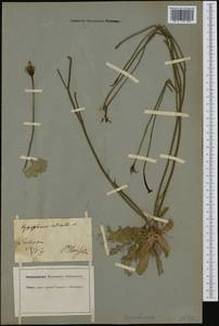 Hypochaeris radicata L., Western Europe (EUR) (Germany)