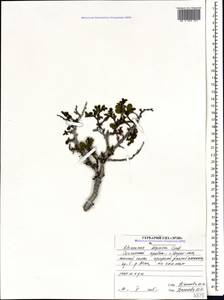 Atadinus depressus (Grubov) Hauenschild, Caucasus, North Ossetia, Ingushetia & Chechnya (K1c) (Russia)