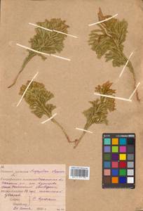 Dendrolycopodium obscurum (L.) A. Haines, Siberia, Russian Far East (S6) (Russia)