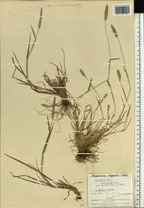Alopecurus geniculatus L., Eastern Europe, West Ukrainian region (E13) (Ukraine)