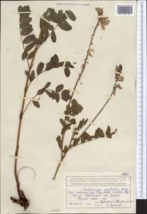 Hedysarum neglectum Ledeb., Middle Asia, Northern & Central Tian Shan (M4) (Kazakhstan)