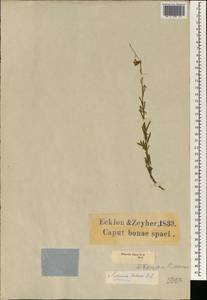 Hermannia trifurca L., Africa (AFR) (South Africa)
