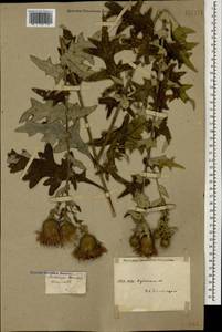 Lophiolepis euxina (Kharadze) Bures, Del Guacchio, Iamonico & P. Caputo, Caucasus, Krasnodar Krai & Adygea (K1a) (Russia)