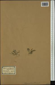 Mesembryanthemum nodiflorum L., Western Europe (EUR) (Spain)