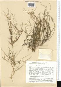 Goldbachia pendula Botsch., Middle Asia, Dzungarian Alatau & Tarbagatai (M5) (Kazakhstan)