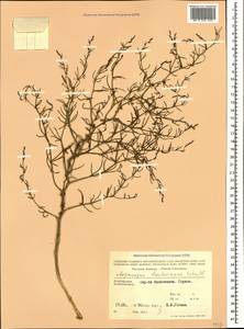 Asparagus breslerianus Schult. & Schult.f., Caucasus, Azerbaijan (K6) (Azerbaijan)