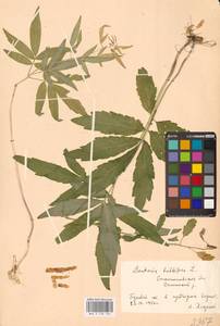 Cardamine bulbifera (L.) Crantz, Eastern Europe, West Ukrainian region (E13) (Ukraine)