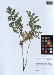 Artemisia laciniata Willd., Siberia, Altai & Sayany Mountains (S2) (Russia)