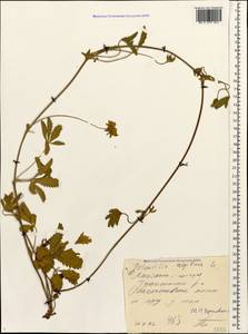 Potentilla reptans L., Caucasus, Black Sea Shore (from Novorossiysk to Adler) (K3) (Russia)