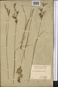 Juncus gerardii Loisel., Middle Asia, Northern & Central Kazakhstan (M10) (Kazakhstan)
