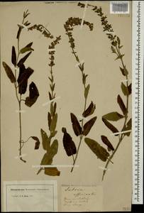 Salvia officinalis L., Caucasus (no precise locality) (K0)