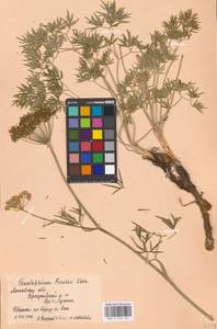 Cenolophium fischeri (Spreng.) W.D.J.Koch, Eastern Europe, Moscow region (E4a) (Russia)