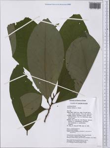 Asimina triloba (L.) Dunal, America (AMER) (United States)