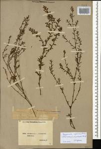 Polygonum aviculare subsp. neglectum (Besser) Arcang., Caucasus, Georgia (K4) (Georgia)