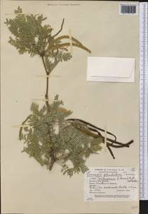 Prosopis glandulosa var. torreyana (L.D.Benson)M.C.Johnst., America (AMER) (United States)