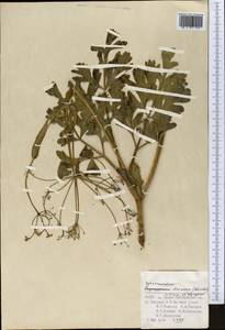 Sphaerosciadium denaense (Schischk.) M.G. Pimenov & E.V. Klyuikov, Middle Asia, Pamir & Pamiro-Alai (M2) (Uzbekistan)