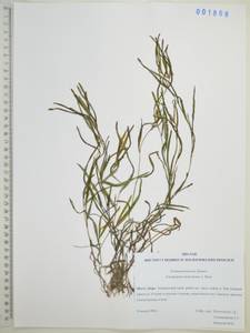 Potamogeton maackianus A.Benn., Siberia, Russian Far East (S6) (Russia)