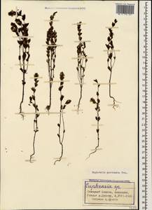 Euphrasia pectinata, Caucasus, Stavropol Krai, Karachay-Cherkessia & Kabardino-Balkaria (K1b) (Russia)