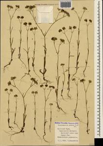 Valerianella pumila (L.) DC., Crimea (KRYM) (Russia)