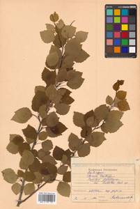 Populus tremula var. davidiana (Dode) C. K. Schneid., Siberia, Russian Far East (S6) (Russia)