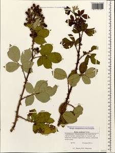 Rubus silesiacus Weihe, Caucasus, Azerbaijan (K6) (Azerbaijan)