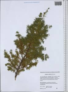 Juniperus communis var. saxatilis Pall., Siberia, Russian Far East (S6) (Russia)