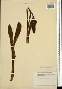 Gymnadenia conopsea (L.) R.Br., Caucasus, Stavropol Krai, Karachay-Cherkessia & Kabardino-Balkaria (K1b) (Russia)