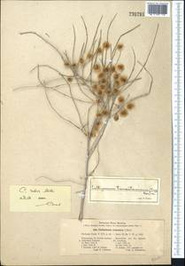 Calligonum rubescens Mattei, Middle Asia, Karakum (M6) (Turkmenistan)