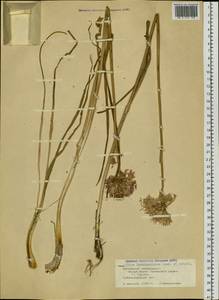 Allium ledebourianum Schult. & Schult.f., Siberia, Altai & Sayany Mountains (S2) (Russia)