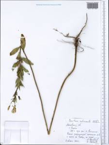 Oenothera × rubricaulis Kleb., Eastern Europe, Moscow region (E4a) (Russia)