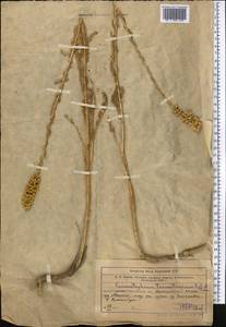 Lepidolopsis turkestanica (Regel & Schmalh.) Poljakov, Middle Asia, Western Tian Shan & Karatau (M3) (Kazakhstan)