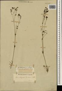 Galium xeroticum (Klokov) Pobed., Caucasus, Stavropol Krai, Karachay-Cherkessia & Kabardino-Balkaria (K1b) (Russia)