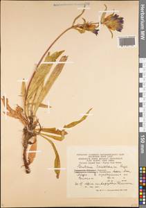 Gentiana tianschanica Rupr., Middle Asia, Northern & Central Tian Shan (M4) (Kazakhstan)