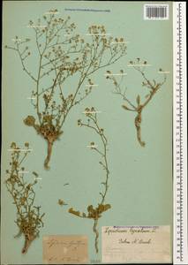 Lepidium meyeri subsp. meyeri, Caucasus, Armenia (K5) (Armenia)