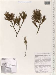 Pinus krempfii Lecomte, South Asia, South Asia (Asia outside ex-Soviet states and Mongolia) (ASIA) (Vietnam)