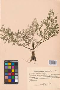 Oenanthe aquatica (L.) Poir., Eastern Europe, North Ukrainian region (E11) (Ukraine)