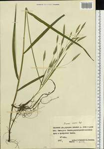 Bromus inermis Leyss., Siberia, Yakutia (S5) (Russia)